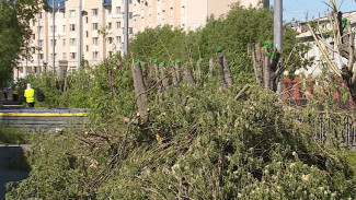 Жители Салехарда возмущены вырубкой деревьев на улицах города