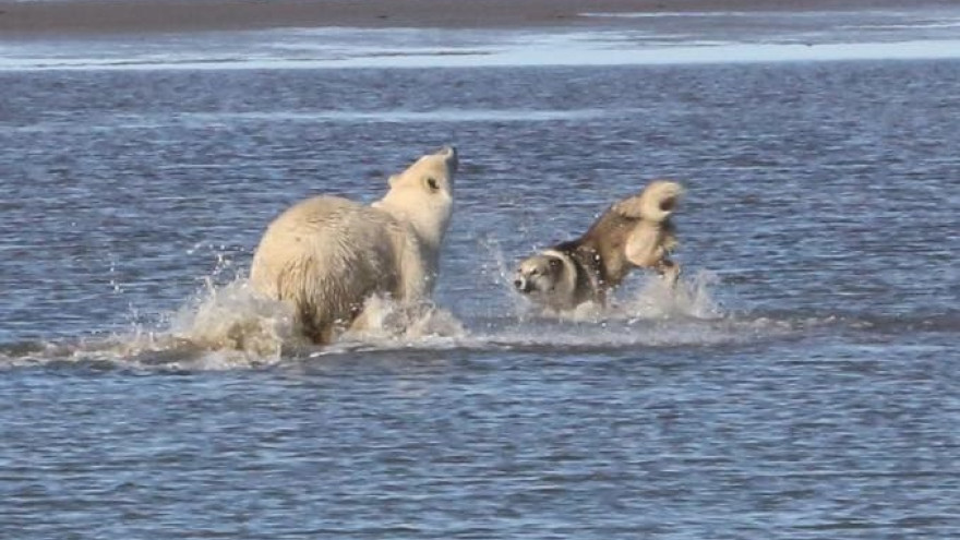 Знаменитый пес Боцман защитил людей от полярного медведя на острове Белый