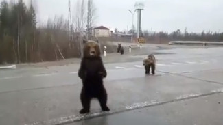 Глава Ноябрьска собрал КЧС для обсуждения ситуации с медведями