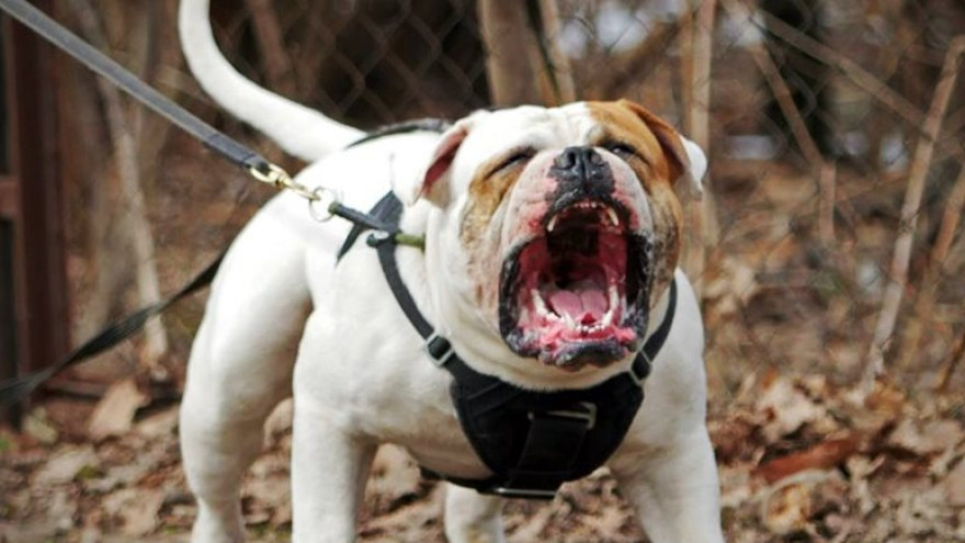12 пород собак официально признаны опасными для человека  