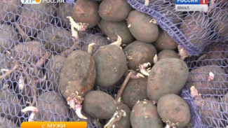 В Шурышкарском районе посадят картофель из Тюмени