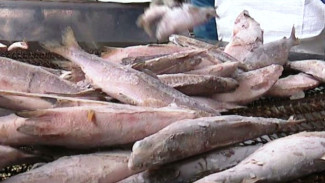 Аксарковский рыболовный завод теперь может обрабатывать и морозить сразу до 9 тонн улова