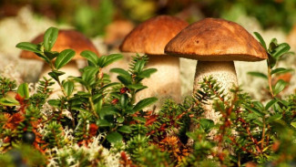 Учёные доказали: грибы укрепляют иммунитет и снижают риск развития рака 