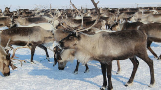 На Ямале самоизолировались даже северные олени 