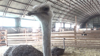 Австралийские эму и их африканские собратья: страусиная ферма в Тюмени привлекает агротуристов 
