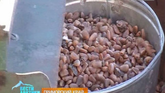 В Приморье заготавливают кедровый орех. Несмотря на неурожай - к обеду уже полные мешки