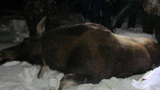 На Ямале за убийство семи лосей на охотников завели уголовное дело