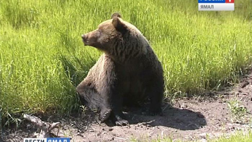 Из Югры на Ямал начали мигрировать бурые медведи и нападать на домашних оленей