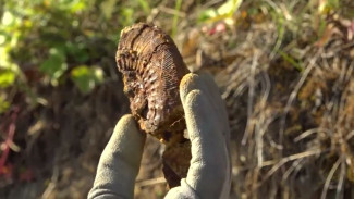 В Республике Коми палеонтологи обнаружили окаменелые останки древних организмов