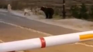 На Ямале медведя пыталась прогнать стая отважных псов (ВИДЕО)