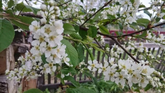 Жара и прохлада: прогноз на 5 июня для городов и районов Ямала