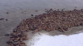 На Северо-Западе Ямала зафиксировали свыше 4 тысяч моржей 