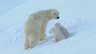 «Вселенная белого медведя»: в Чукотском АО обсудили северных косолапых 