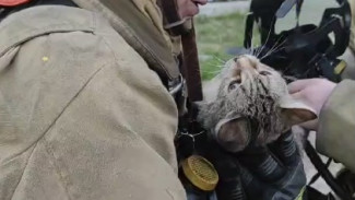 Потушили пожар и вернули к жизни: трогательные кадры спасения кошки на Ямале ВИДЕО 