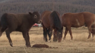 Климат Крайнего Севера оказался идеальным для новых обитателей Ямала — тибетских яков