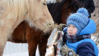 Ямальский селекционер пытается сохранить приобскую породу пушистых коней