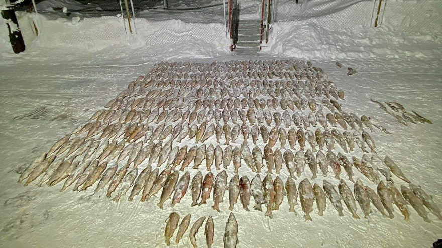 Около 800 кг «речного серебра»: на Ямале сотрудники ФСБ с поличным поймали браконьеров