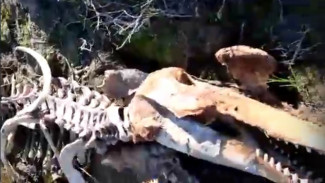 На Ямале рыбак обнаружил в озере огромный скелет «динозавра». ВИДЕО