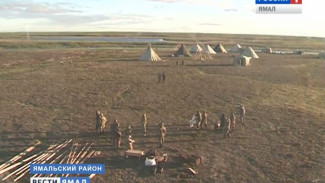 Сибирская язва на Ямале: кочевники понемногу привыкают ко временному палаточному стойбищу