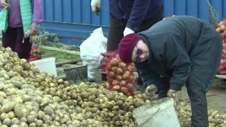 Собирают урожай по всему Ямалу: какие плоды дала арктическая земля 