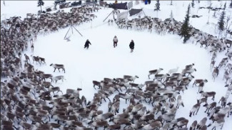 На Ямале стартовала весенняя вакцинация оленей против сибирской язвы