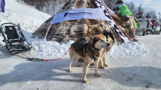 На Дне оленевода в Салехарде откроется «Чум будущего» с нейросетями и ездовыми собаками