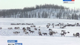 Оленеводы, понесшие потери из-за сибирской язвы на Ямале, смогут выбрать животных в стадах соплеменников
