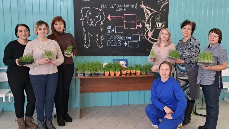 В Ноябрьске воспитанники детского сада вырастили для бездомных котов полезную траву