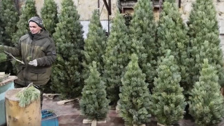 Магаданские лесники начали изготавливать новогодние елки