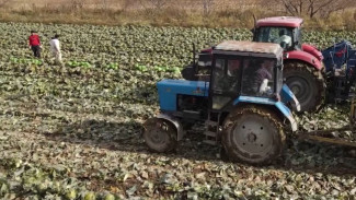 Урожая хватит на всех: в совхозе «Южно-Сахалинский» соберут 11 тысяч тонн капусты
