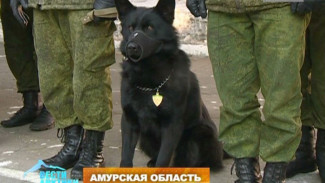 Впервые в истории пограничных войск России знаком «За отличие в службе» награждена собака