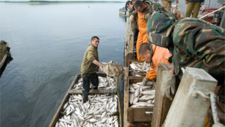 Летняя путина. Ямальские рыбаки добыли более 5 тысяч тонн «живого серебра»