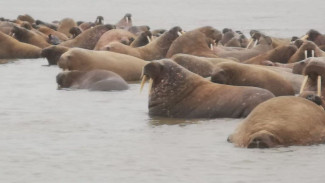 Целых 300 моржей впервые в истории прибыли на ямальский берег