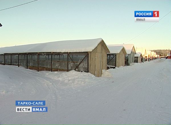 совхоз верхне пуровский тарко-сале звери в клетках серебристые ли. фактория паюта. совхоз верхне пуровский. совхоз верхне пуровский. щенки пушного зверя.