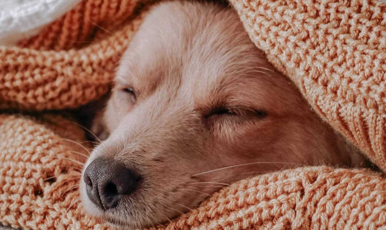 Сонник - укус собаки: правильная трактовка сна, к чему снится, что кусает собака за руку