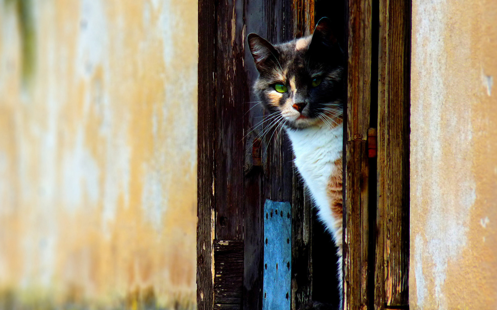 Чужая кошка пришла в ваш дом: приметы и суеверия | Слов`янські відомості