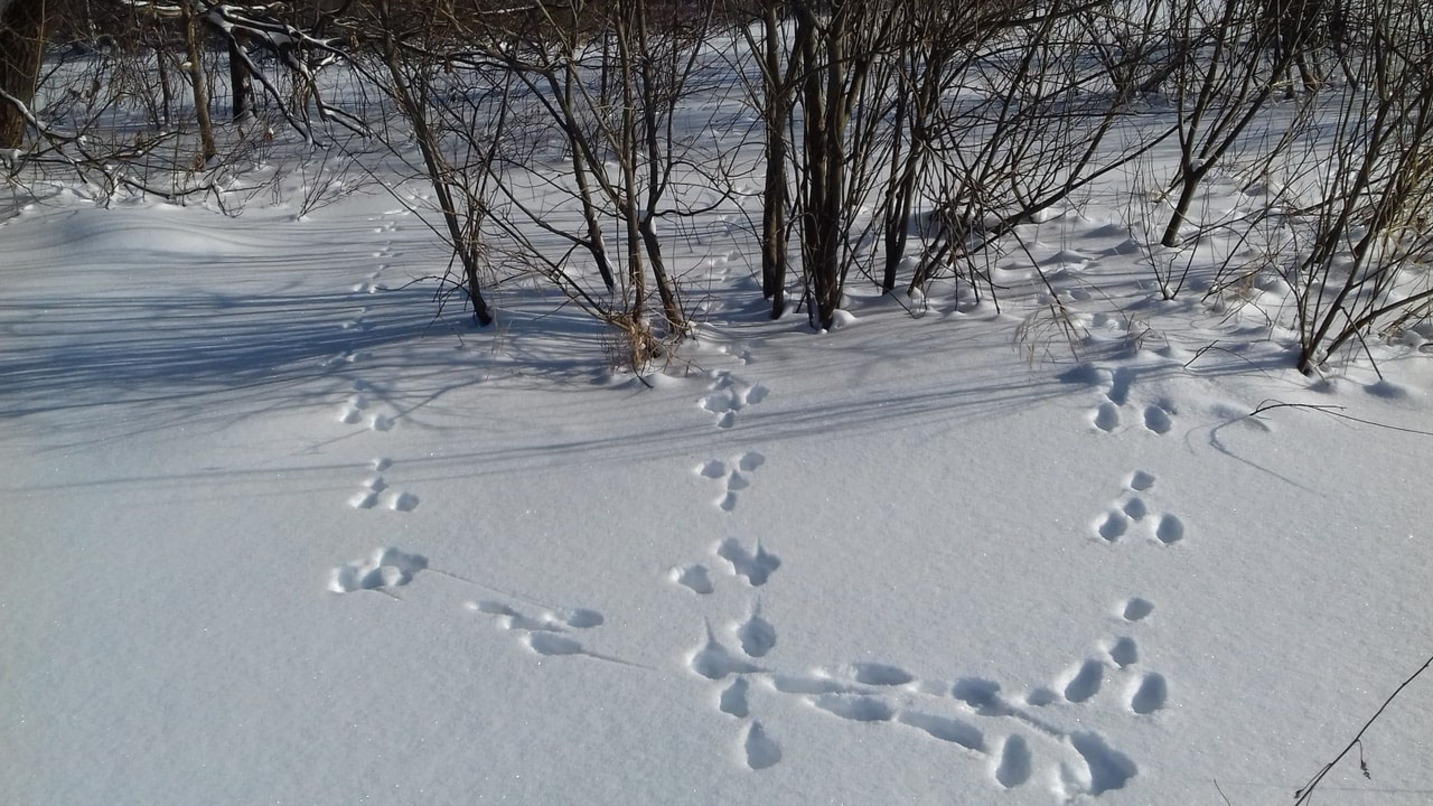 Зверя по следам слушать. ЗМУ зимний маршрутный учет. Следы животных в лесу на снегу. Следы охотничьих животных. Звериные следы на снегу.