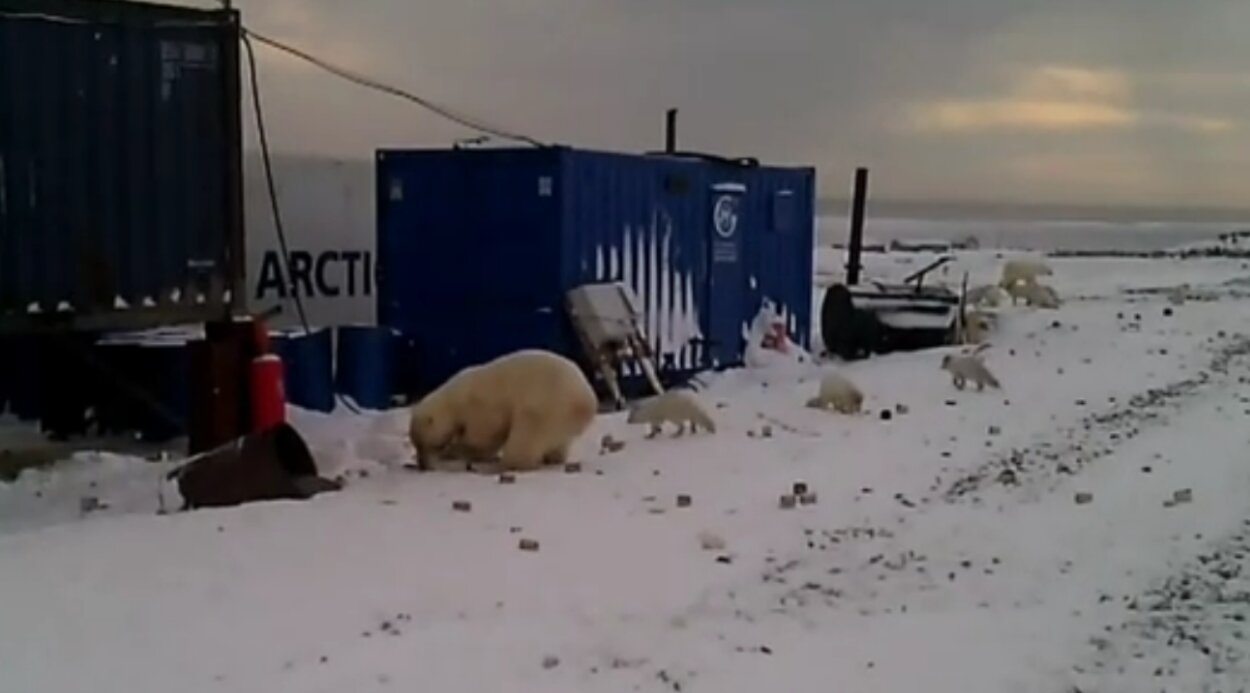 Видео: на Ямале белые медведи уже не боятся охотиться на территории людей –  Новости Салехарда и ЯНАО – Вести. Ямал. Актуальные новости Ямала